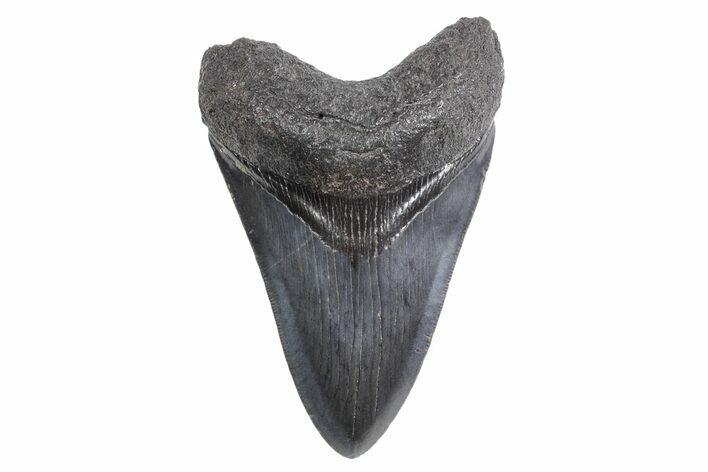 Fossil Megalodon Tooth - South Carolina #359001